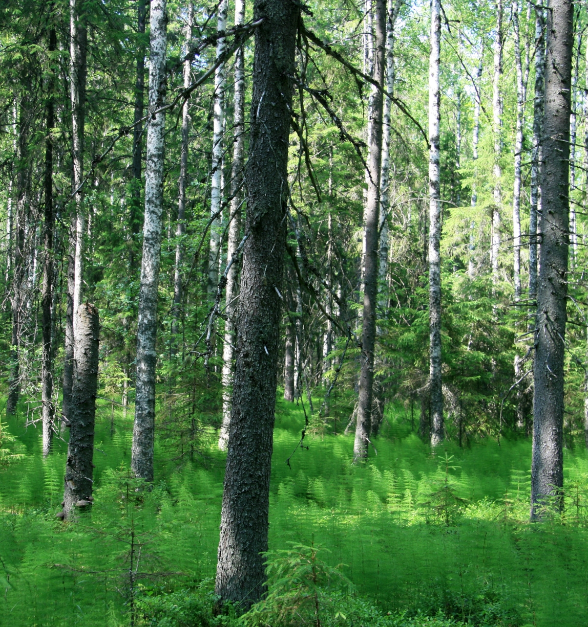 FSC define plano de trabalho de integridade para a Eurásia | Forest ...