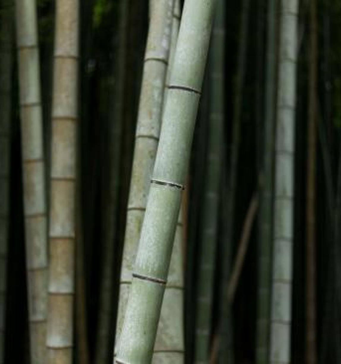 bambu