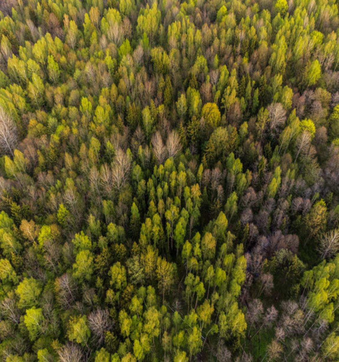 FSC bloqueia empresa chinesa associada à Paulownia | Forest Stewardship ...