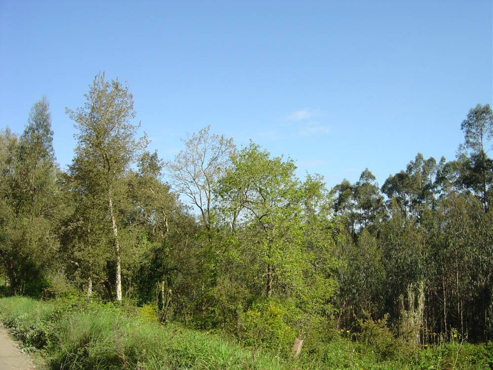 FSC