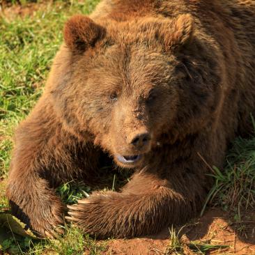 urso
