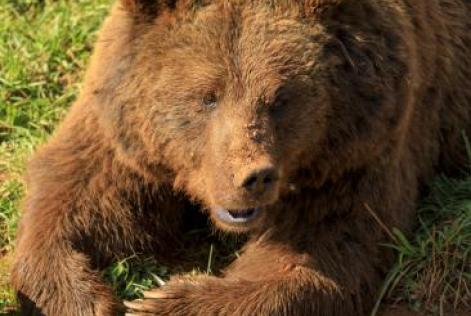Urso
