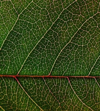 close-up-green-leaf